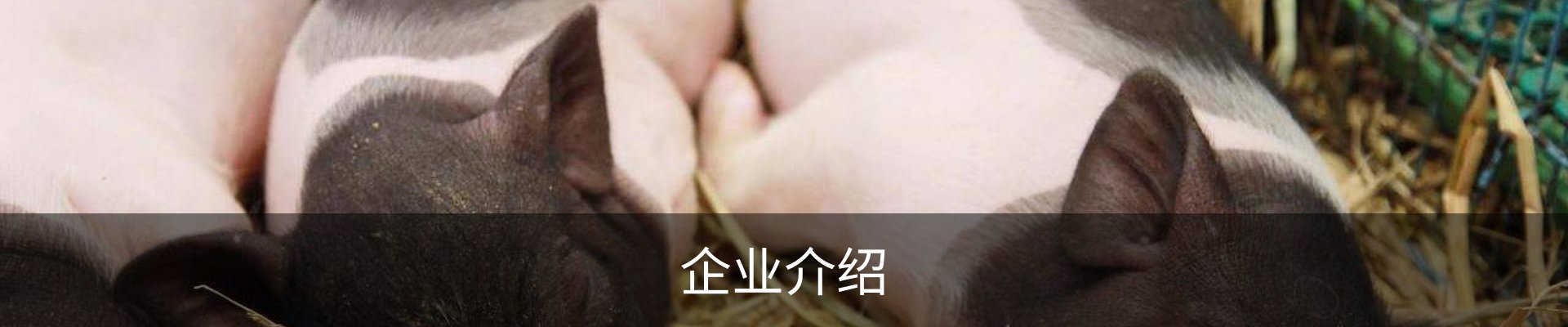 企业介绍
